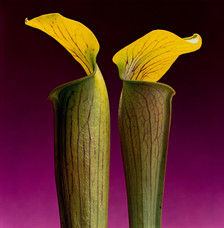 Robert Mapplethorpe, Double Jack in the Pulpit