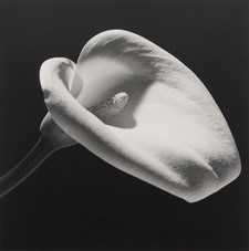 Robert Mapplethorpe, Calla Lily