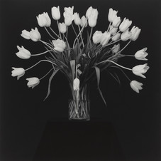 Robert Mapplethorpe, Tulips