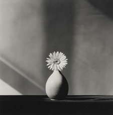 Robert Mapplethorpe, African Daisy